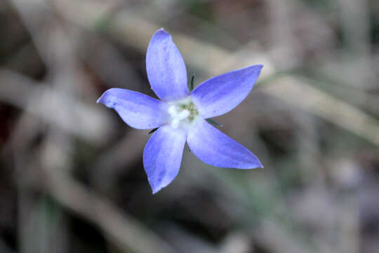 Imagem de Wahlenbergia luteola P. J. Sm.