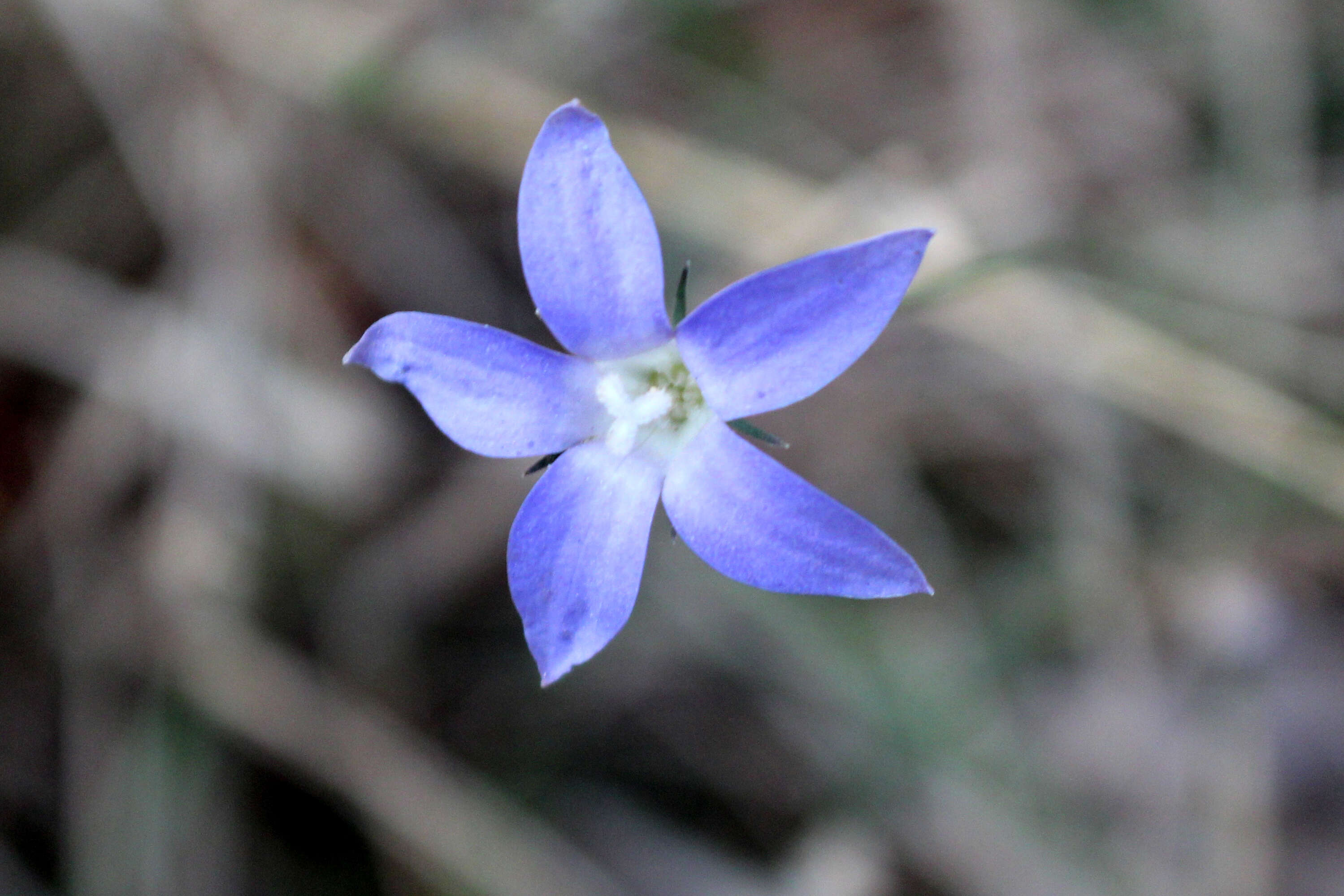 صورة Wahlenbergia luteola P. J. Sm.