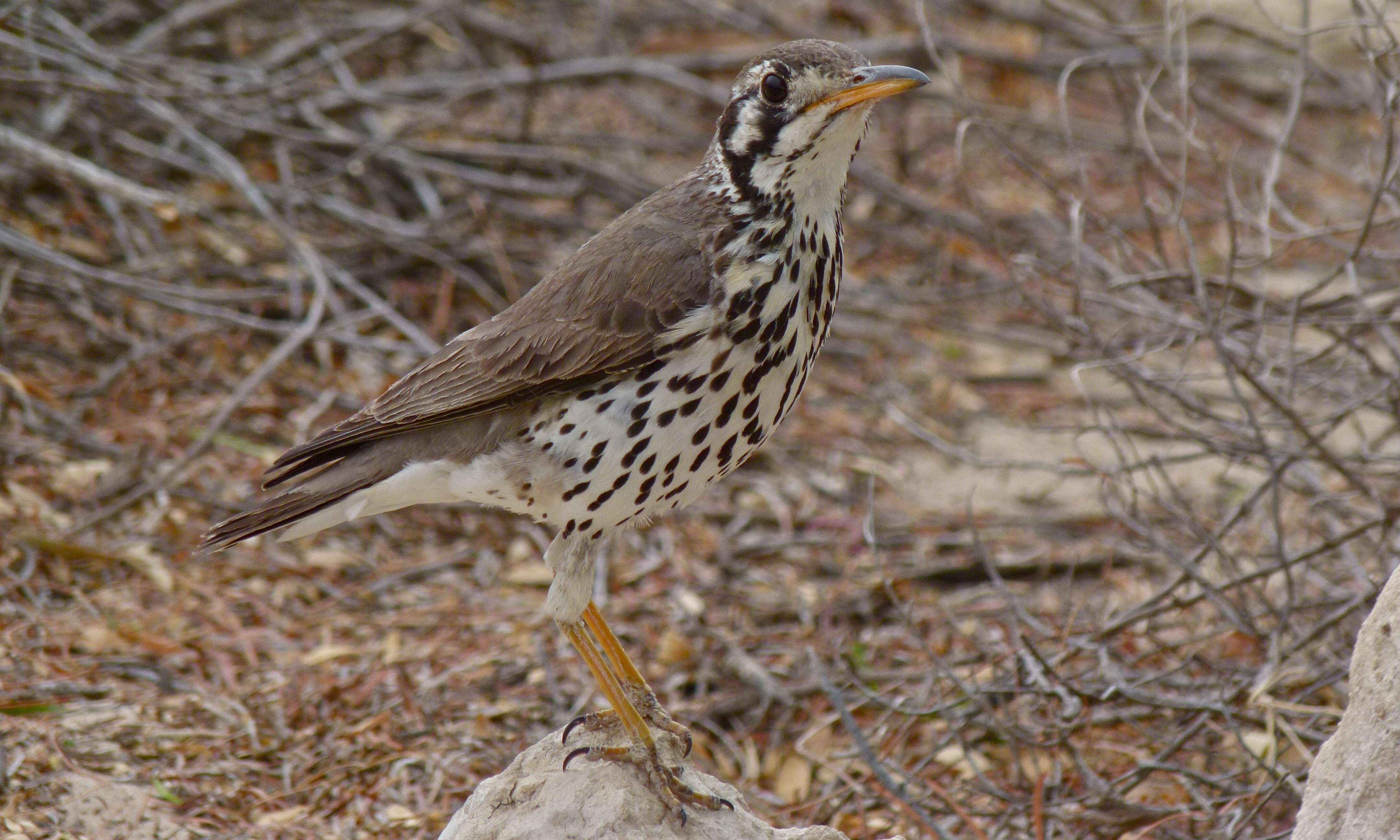 Plancia ëd Turdus litsitsirupa (Smith & A 1836)