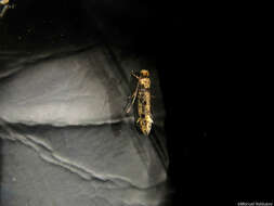 Image of Brown-dotted Clothes Moth