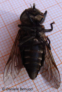 Image of pale giant horse-fly