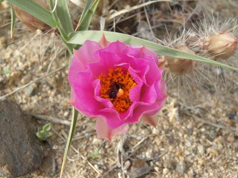 Image of Sand Cholla