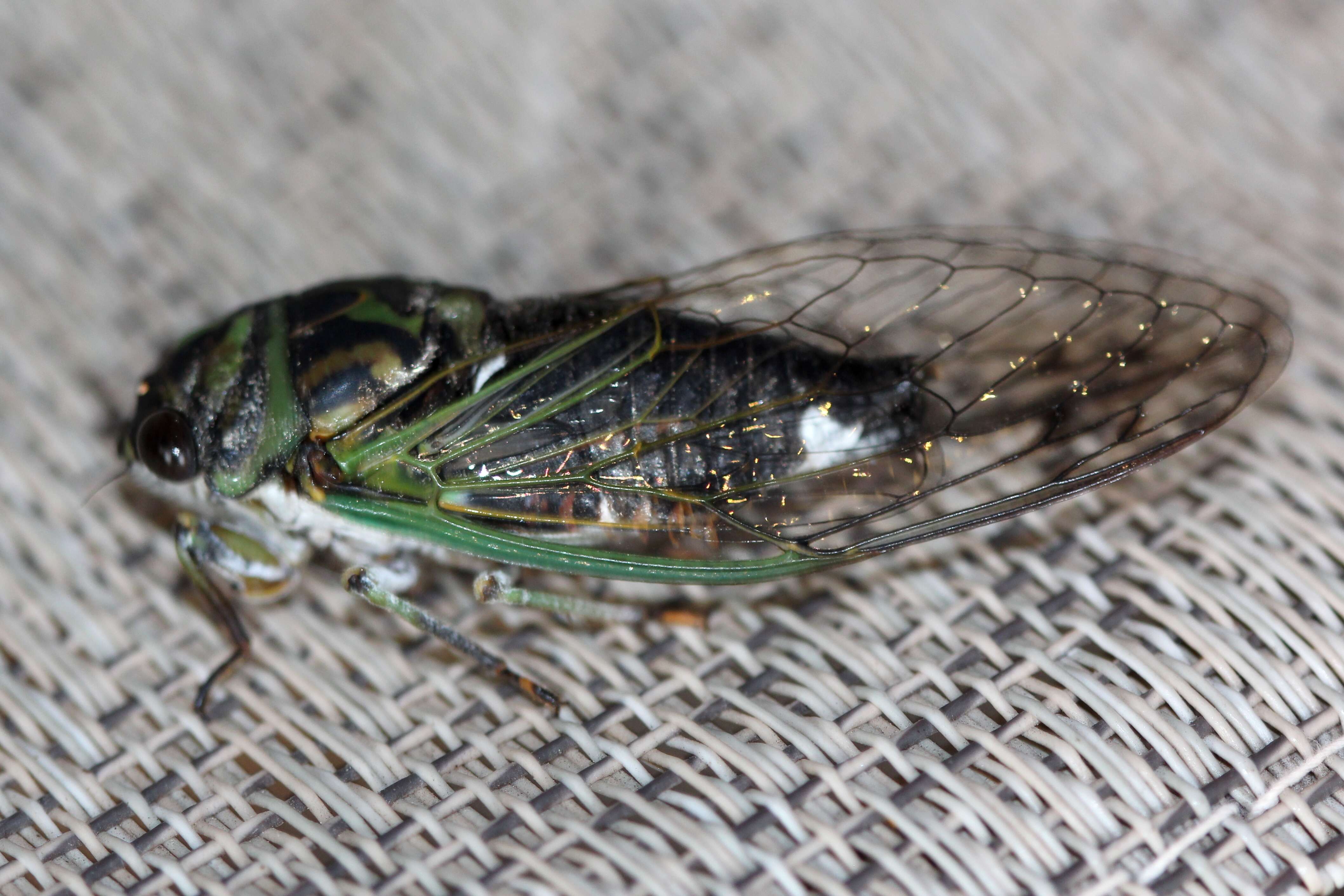 Image of Annual or Dogday Cicadas