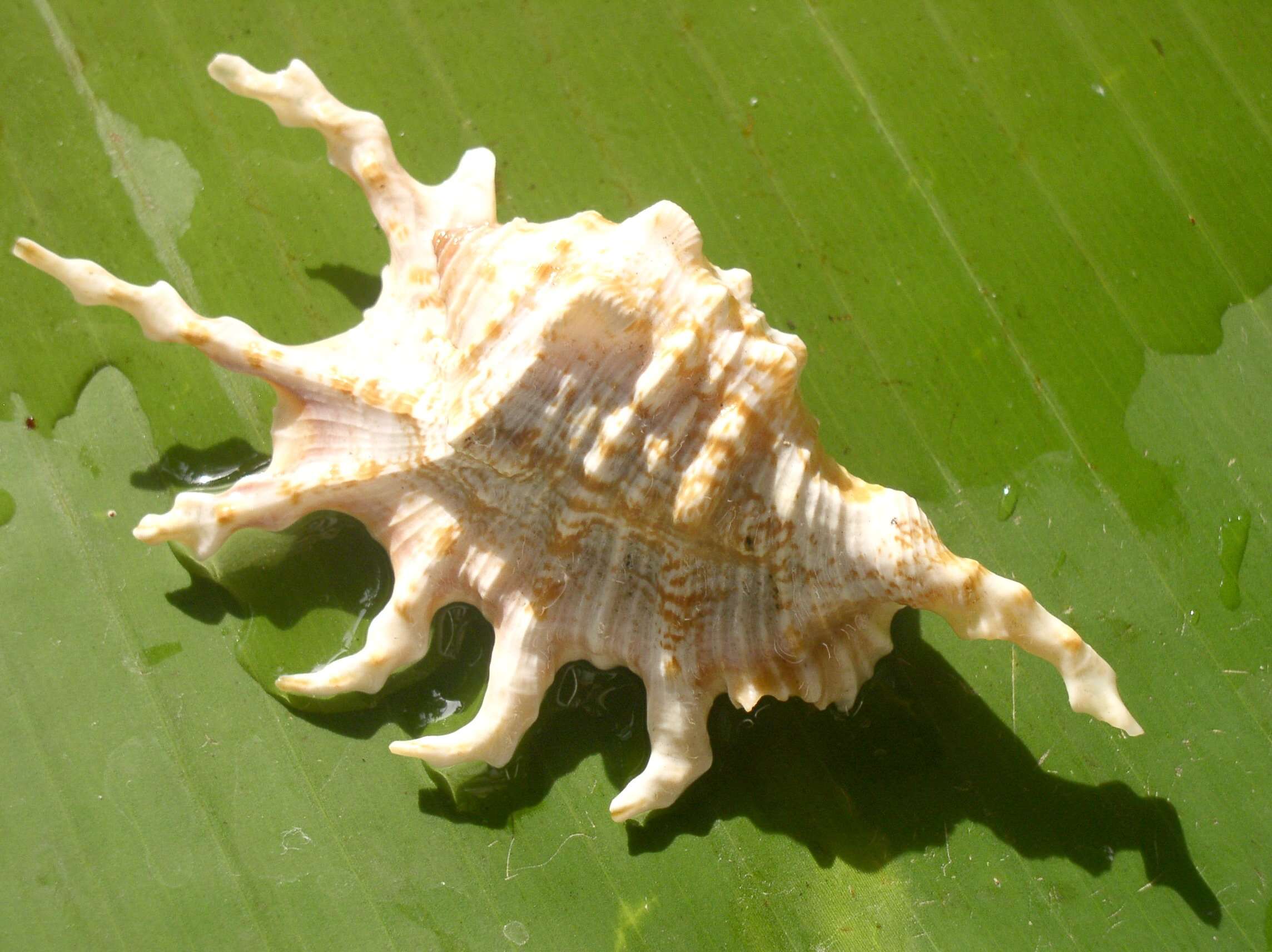 Image of spider conch