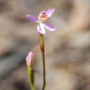 Image of Fairy orchid