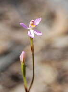 Image of Fairy orchid