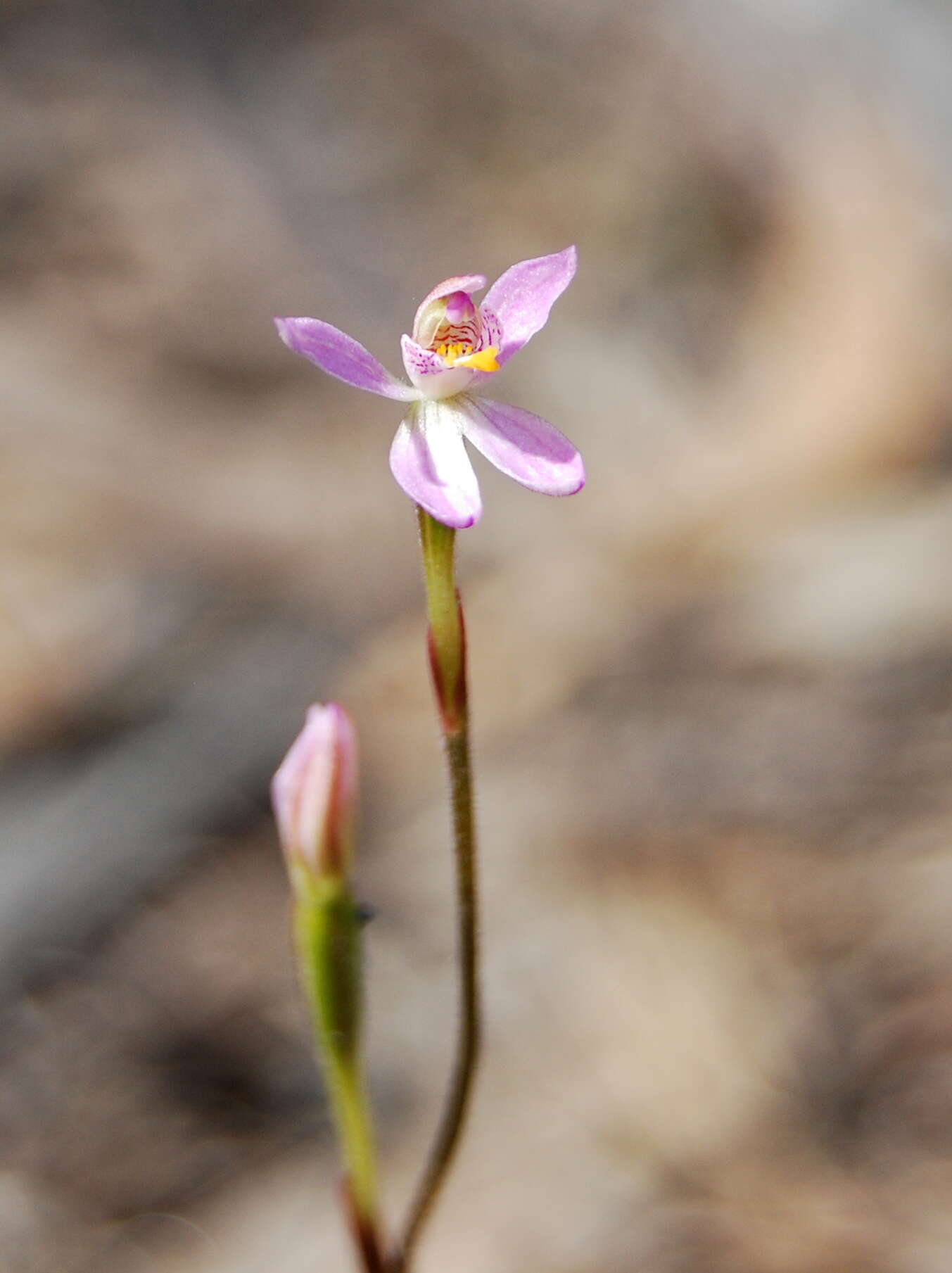 Image of Fairy orchid