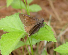 Image of Northern Cloudywing