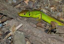 Image of Two-faced Neusticurus