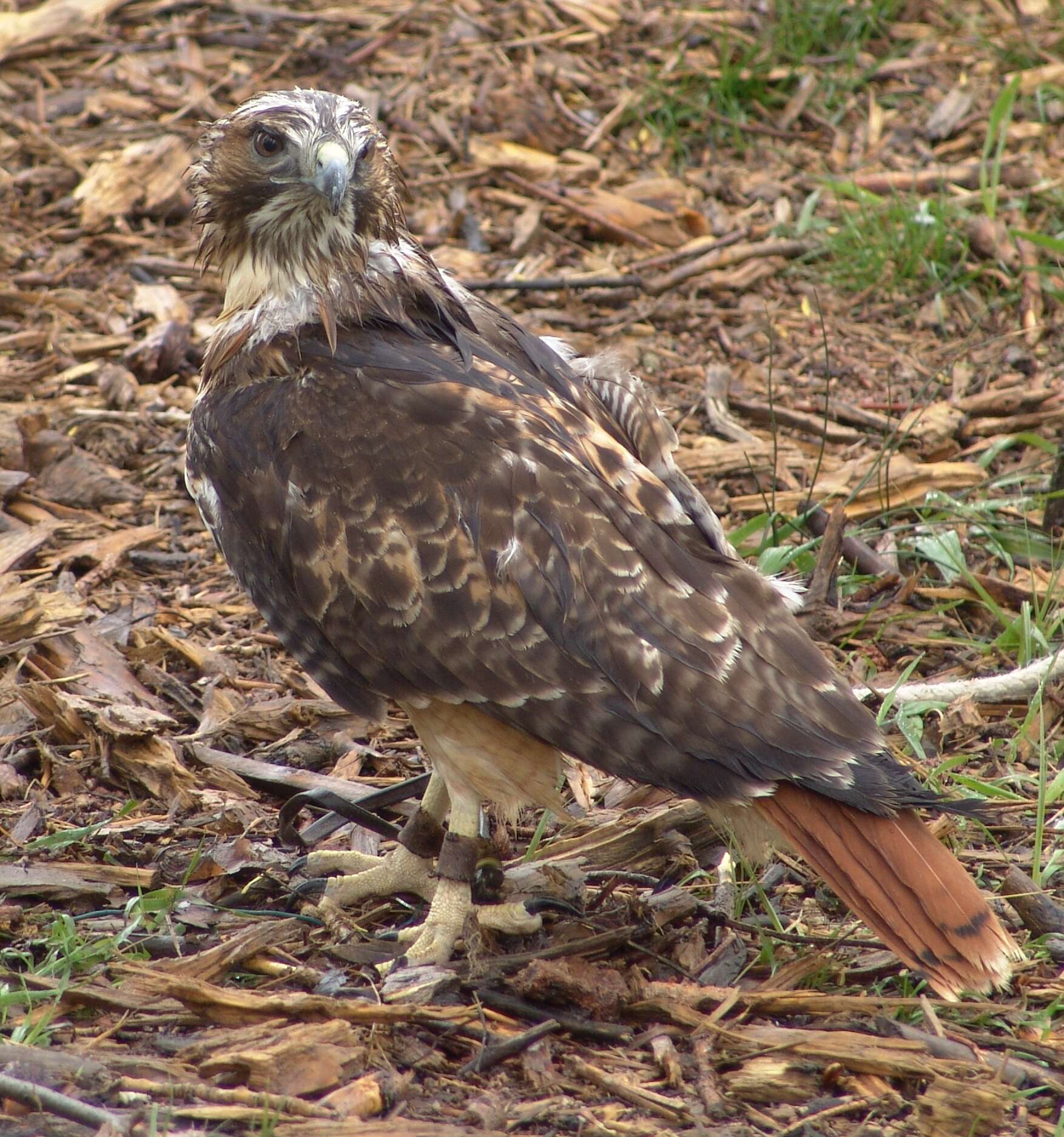 Image of Red-tailed Hawk