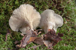 Image of Clitocybe