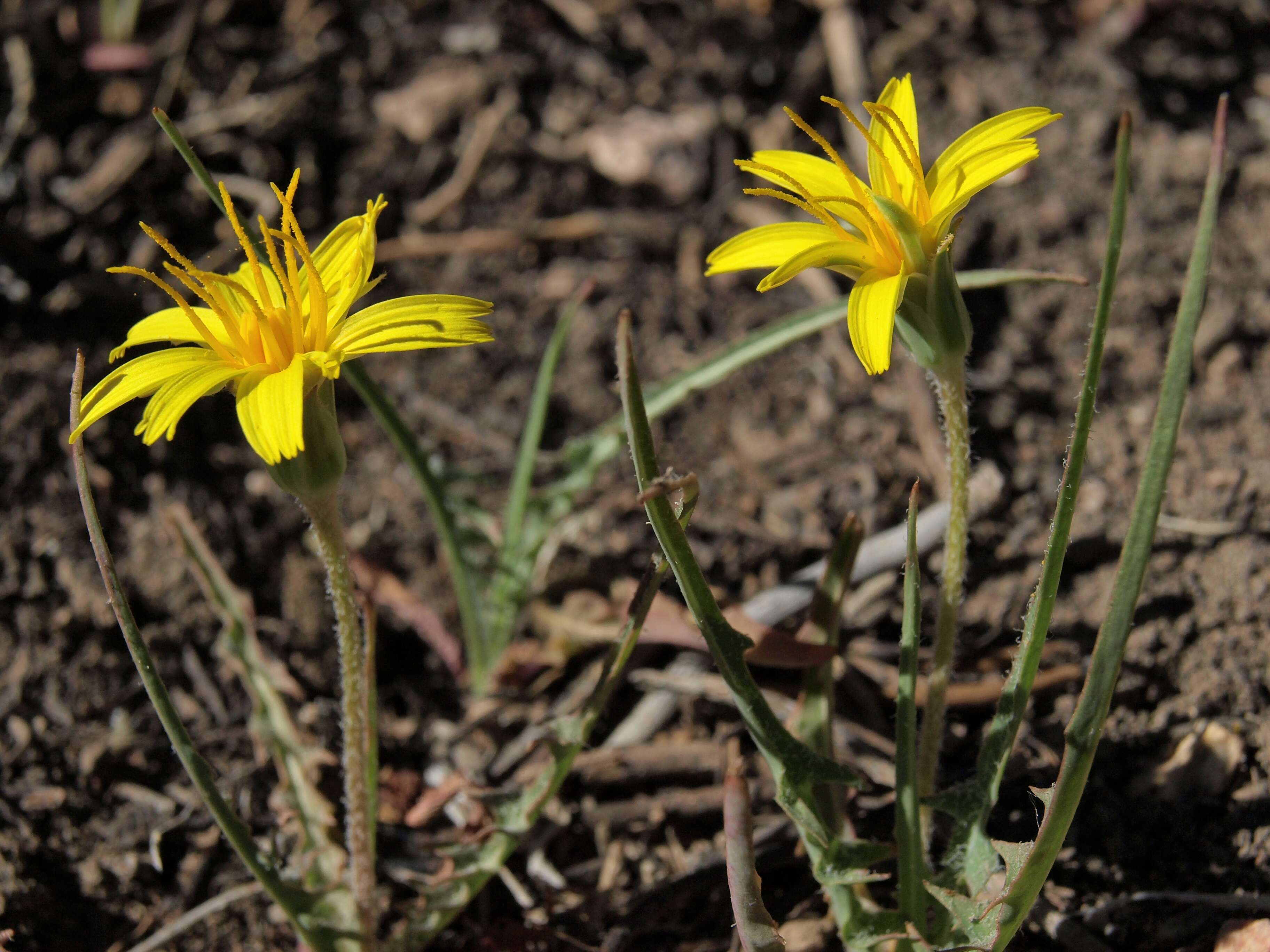 Plancia ëd Agoseris parviflora (Nutt.) D. Dietr.