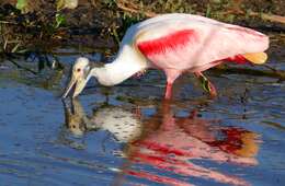 Image of Roseate Spoonbill