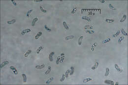 Image of Ischnoderma