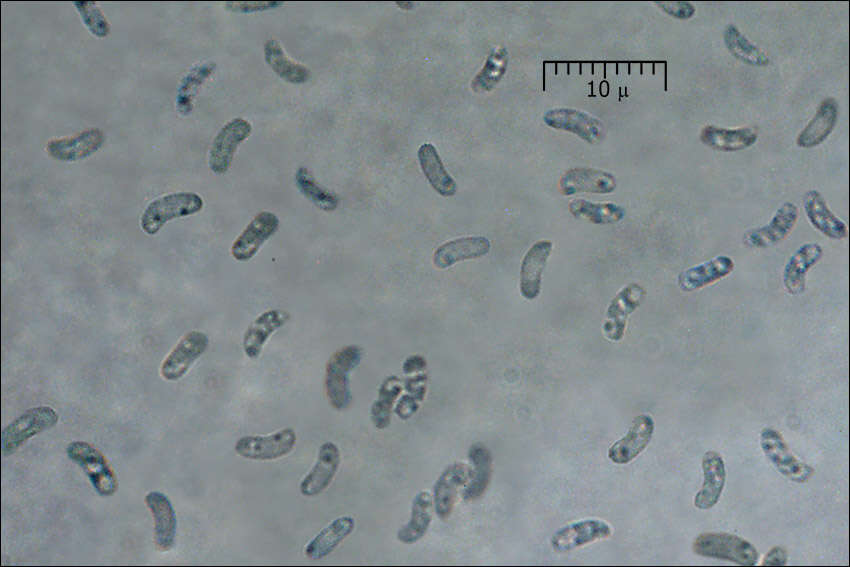 Image of Ischnoderma