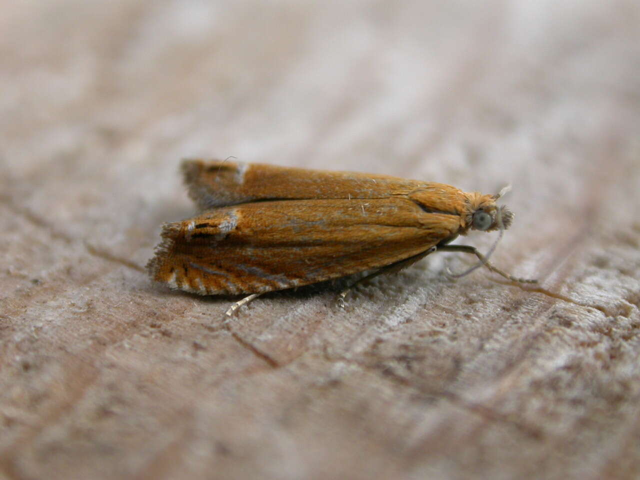 Image of Lathronympha