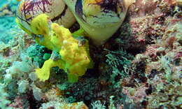 Image of Painted frogfish