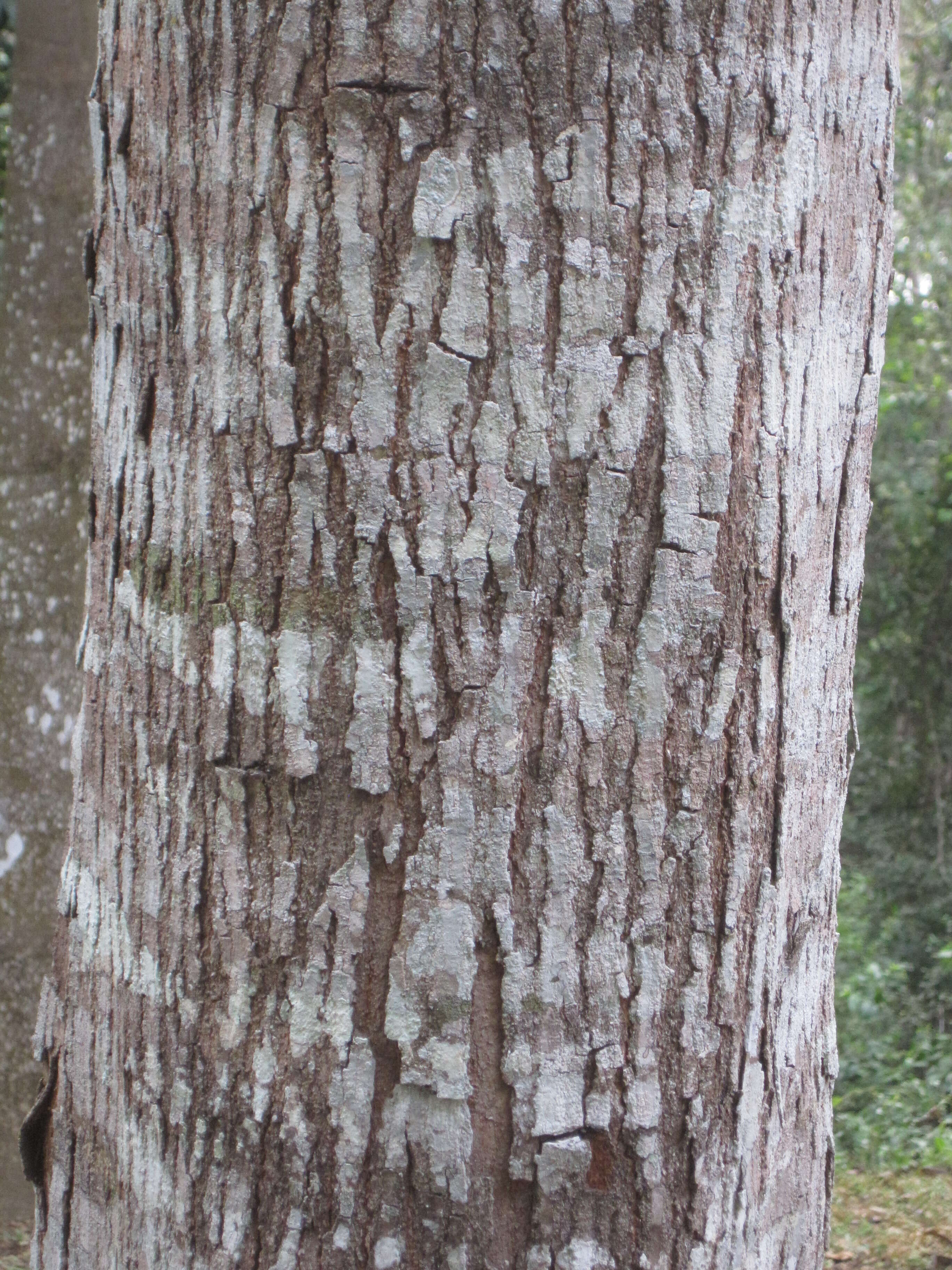 Image of Honduras mahogany