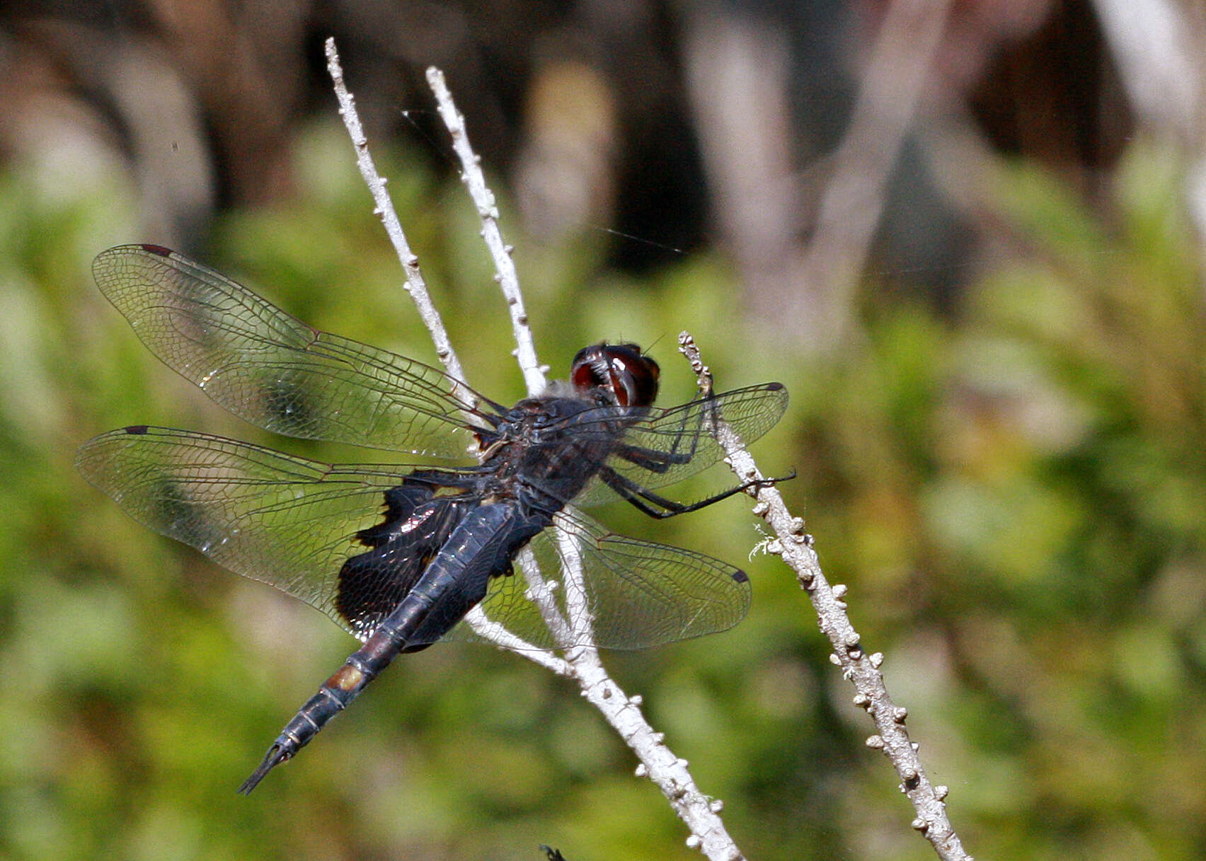 Image of Saddlebags gliders