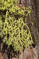 Image of wolf lichen