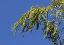 Image of bald cypress