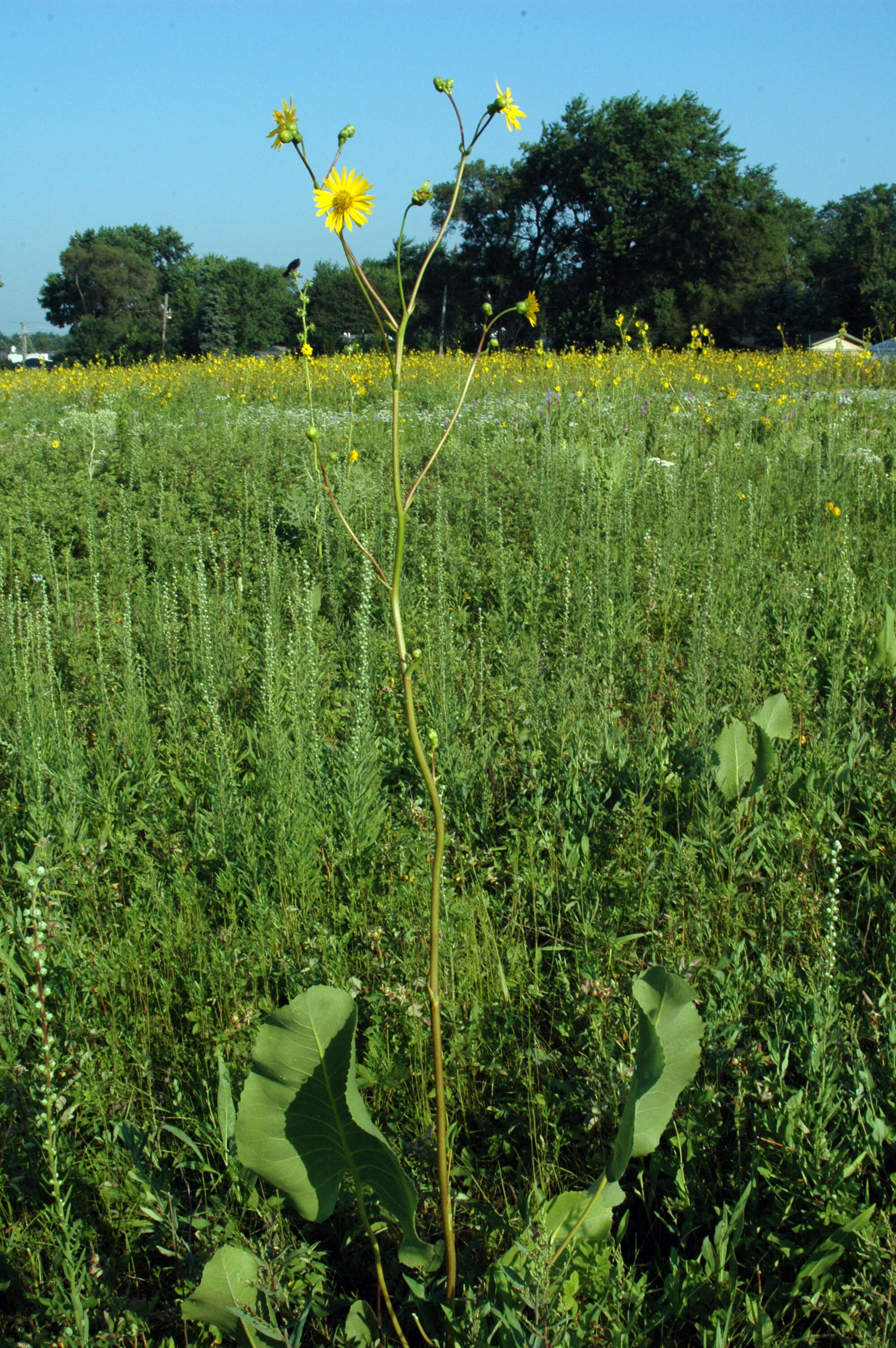 Silphium terebinthinaceum Jacq. resmi