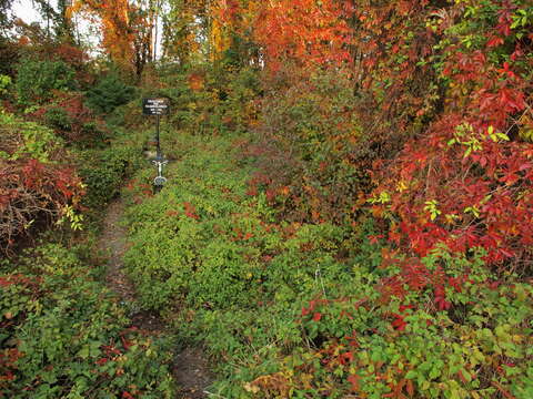 Image de vigne vierge commune