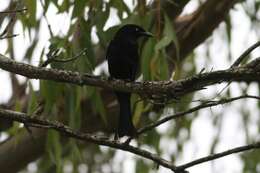 Image of drongos