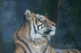 Image of Tiger