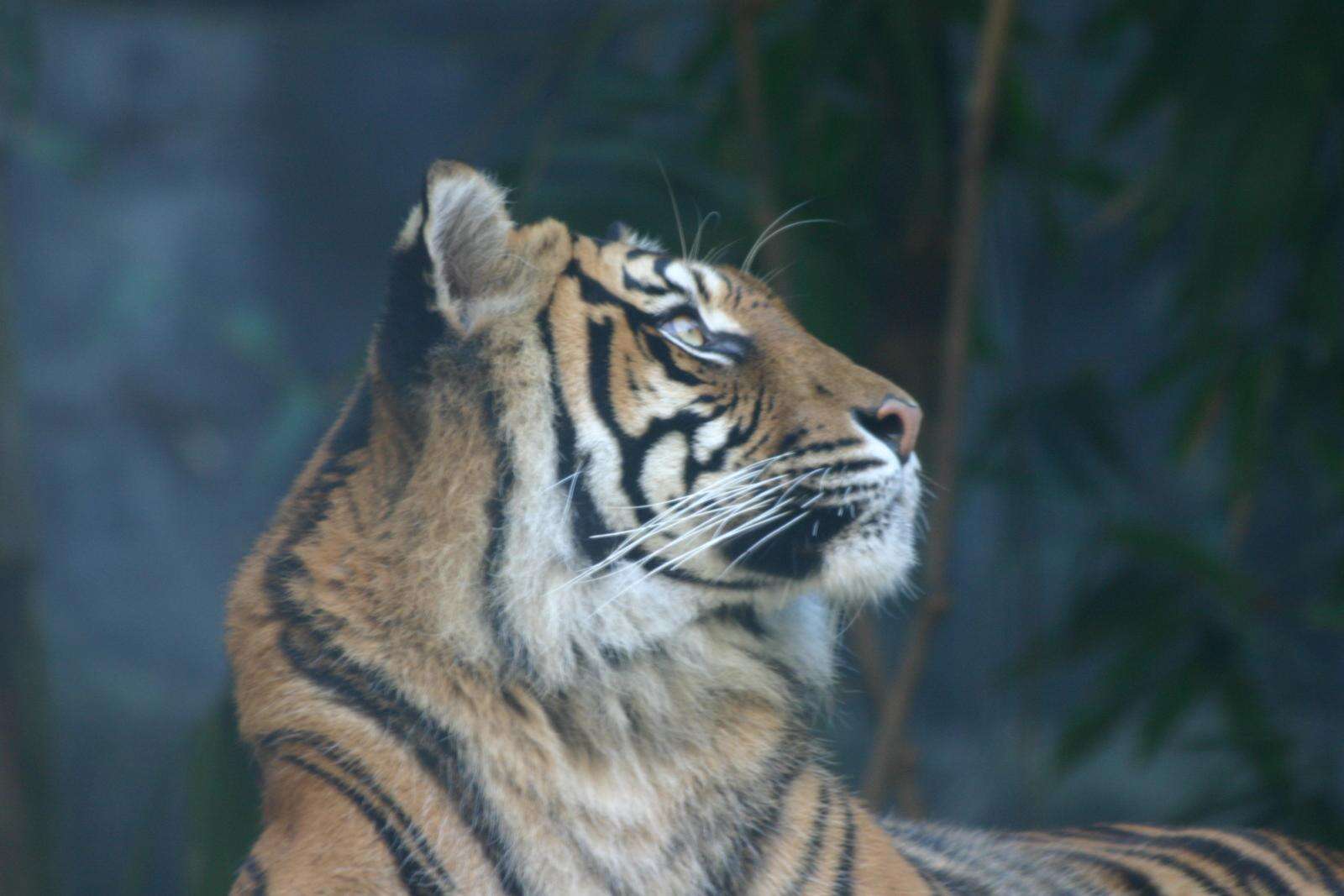 Imagem de tigre