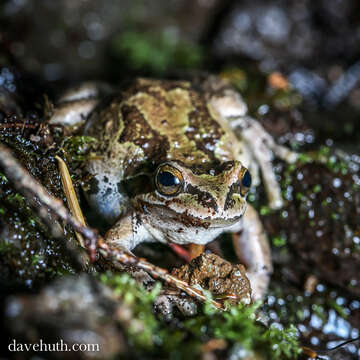 Image of Northern Pacific Treefrog