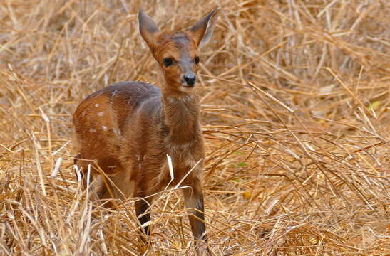 Image of Bushbuck