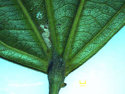 Image of Pleuranthodendron