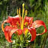 Image of pine lily