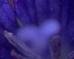 Image of clasping Venus' looking-glass