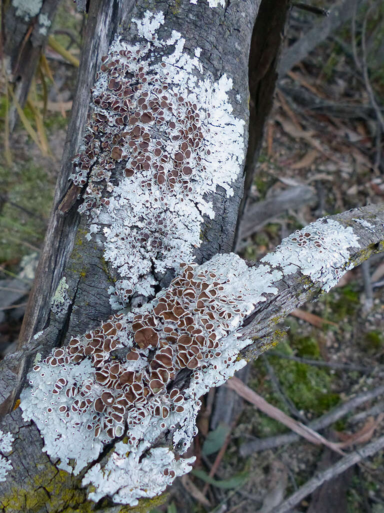 Image of canoparmelia lichen