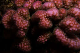 Image of Cauliflower corals