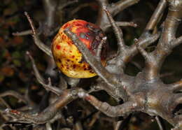 Image of Crab Apple