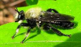 Image of Bee-like Robber Flies