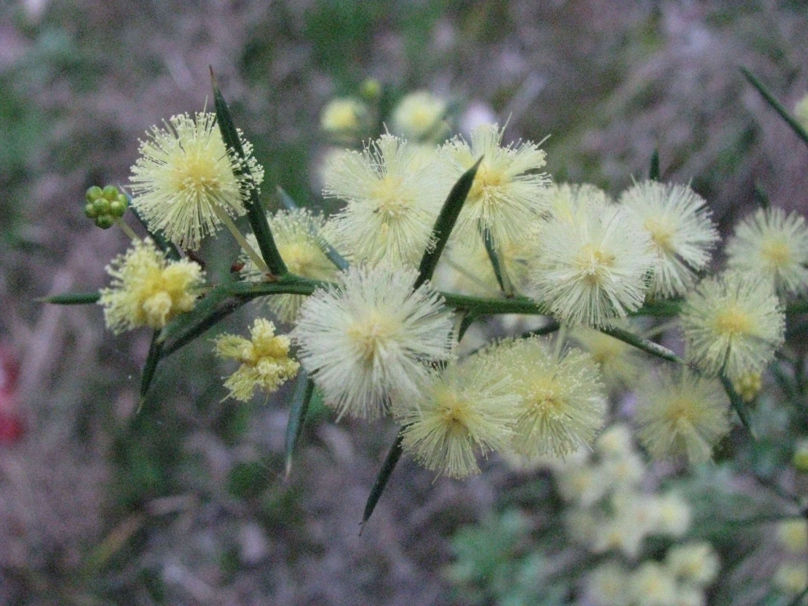 Image of early wattle