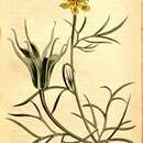 Image de Nigella orientalis L.