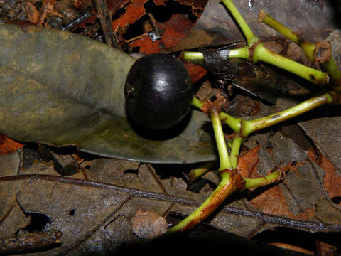 Image of Dendropanax caucanus (Harms) Harms