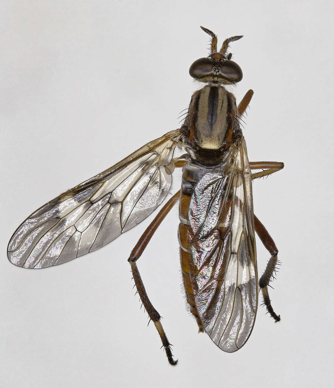 Image of Ectinorhynchus latistria (Walker 1848)