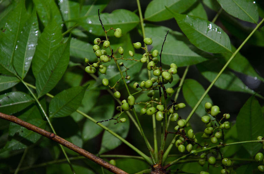 Image of poison oak