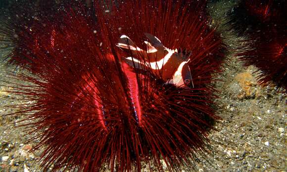 Image of Blue-Spotted Sea Urchin