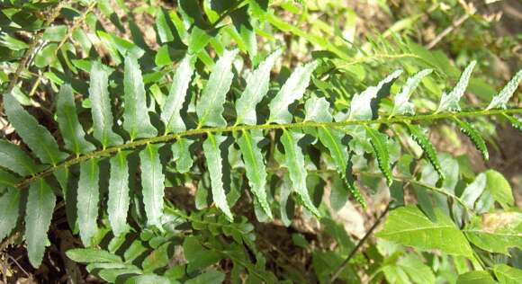 Слика од Polystichum acrostichoides (Michx.) Schott