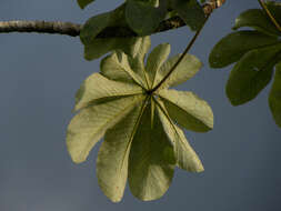 Image of Yagrumo Hembra, Trumpet-Tree