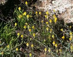 Image of Nanorrhinum heterophyllum subsp. heterophyllum