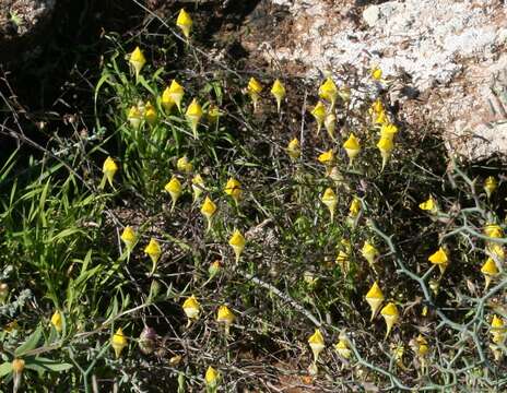 Image of Nanorrhinum heterophyllum subsp. heterophyllum