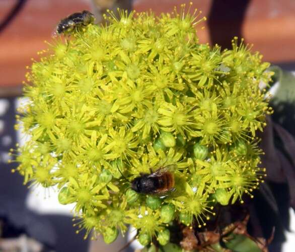 Image of aeonium